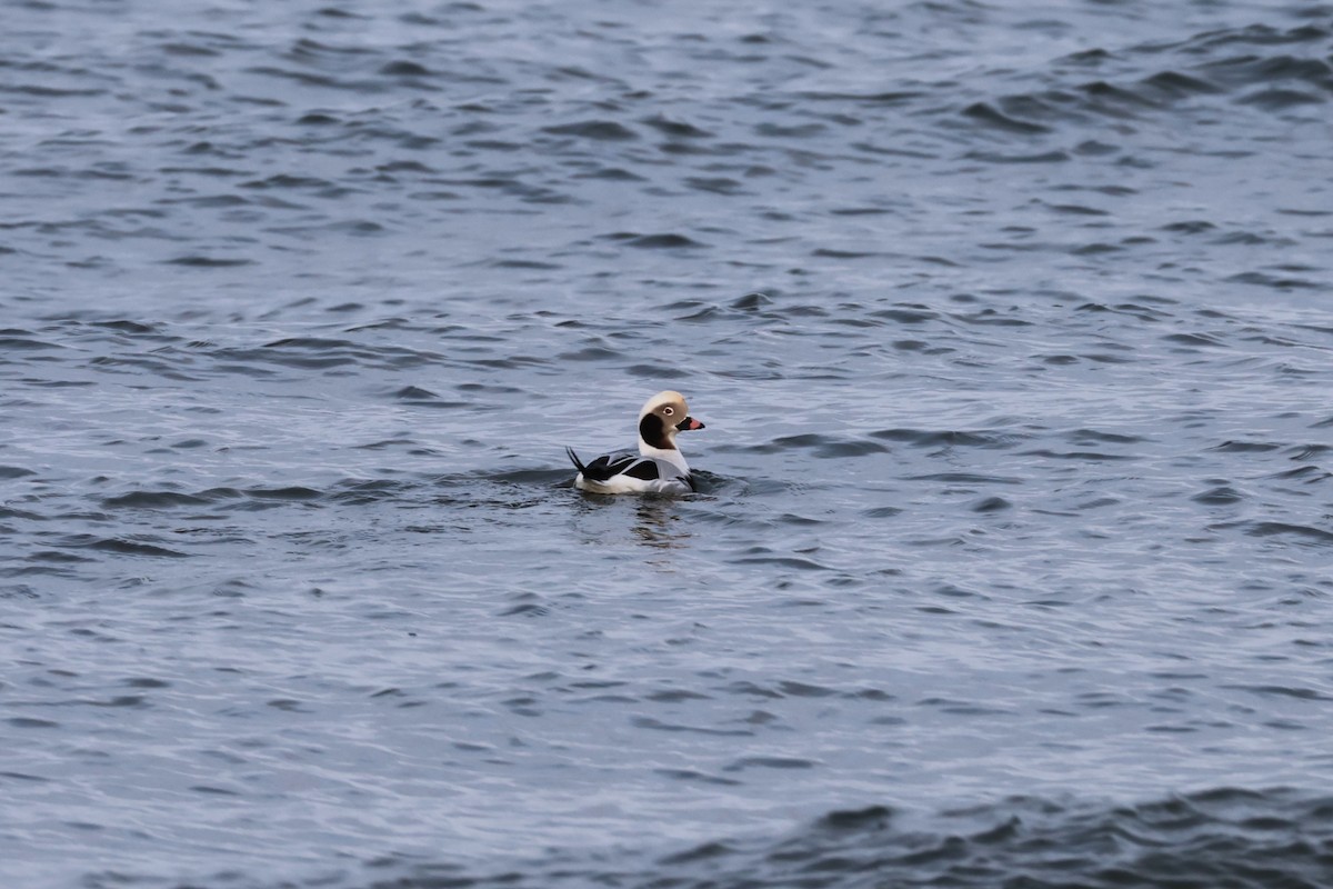 Long-tailed Duck - ML646897313