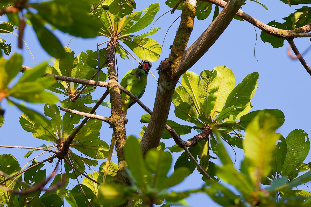 Папужець нікобарський - ML646897314