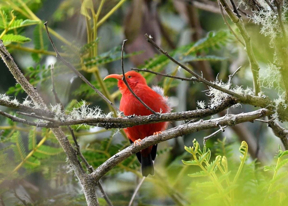 ベニハワイミツスイ - ML646897315