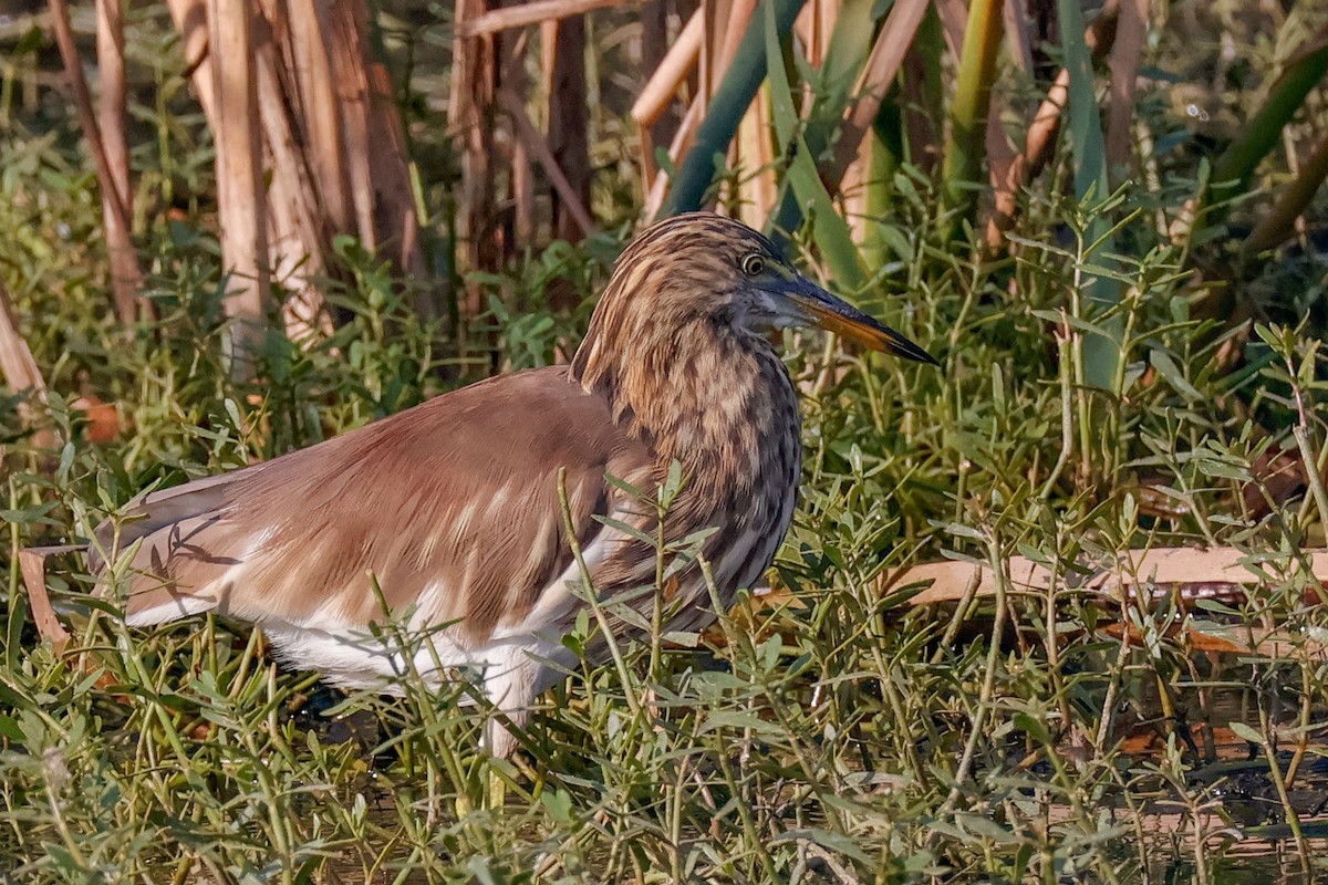 Indian Pond-Heron - ML646897320