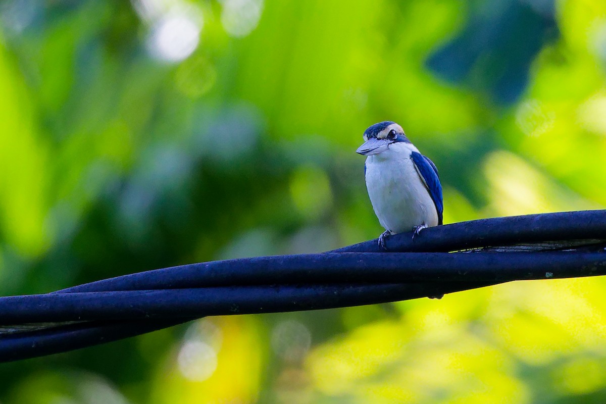 Альціон білошиїй - ML646897322