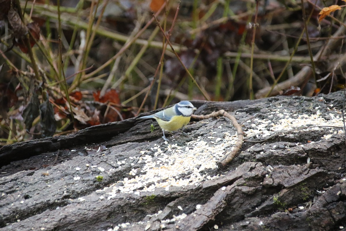 Eurasian Blue Tit - ML646897323