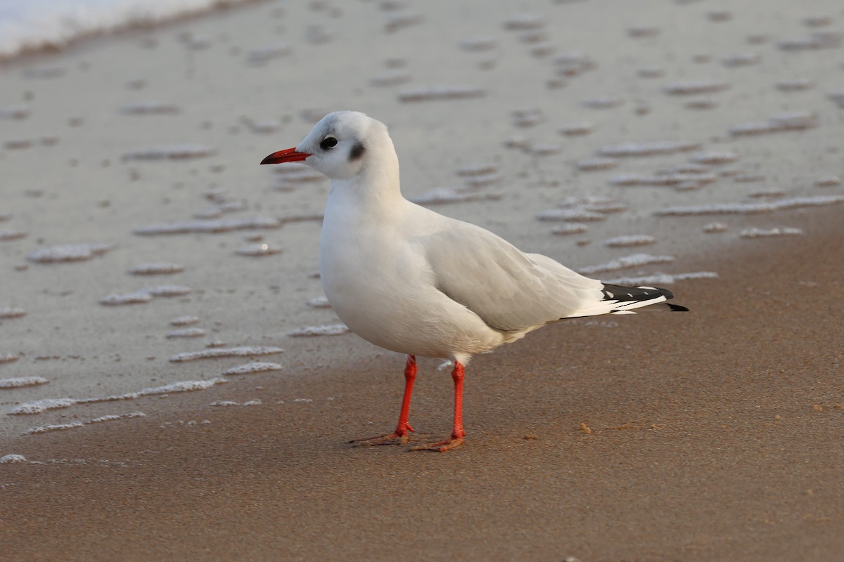 Black-headed Gull - ML646897326