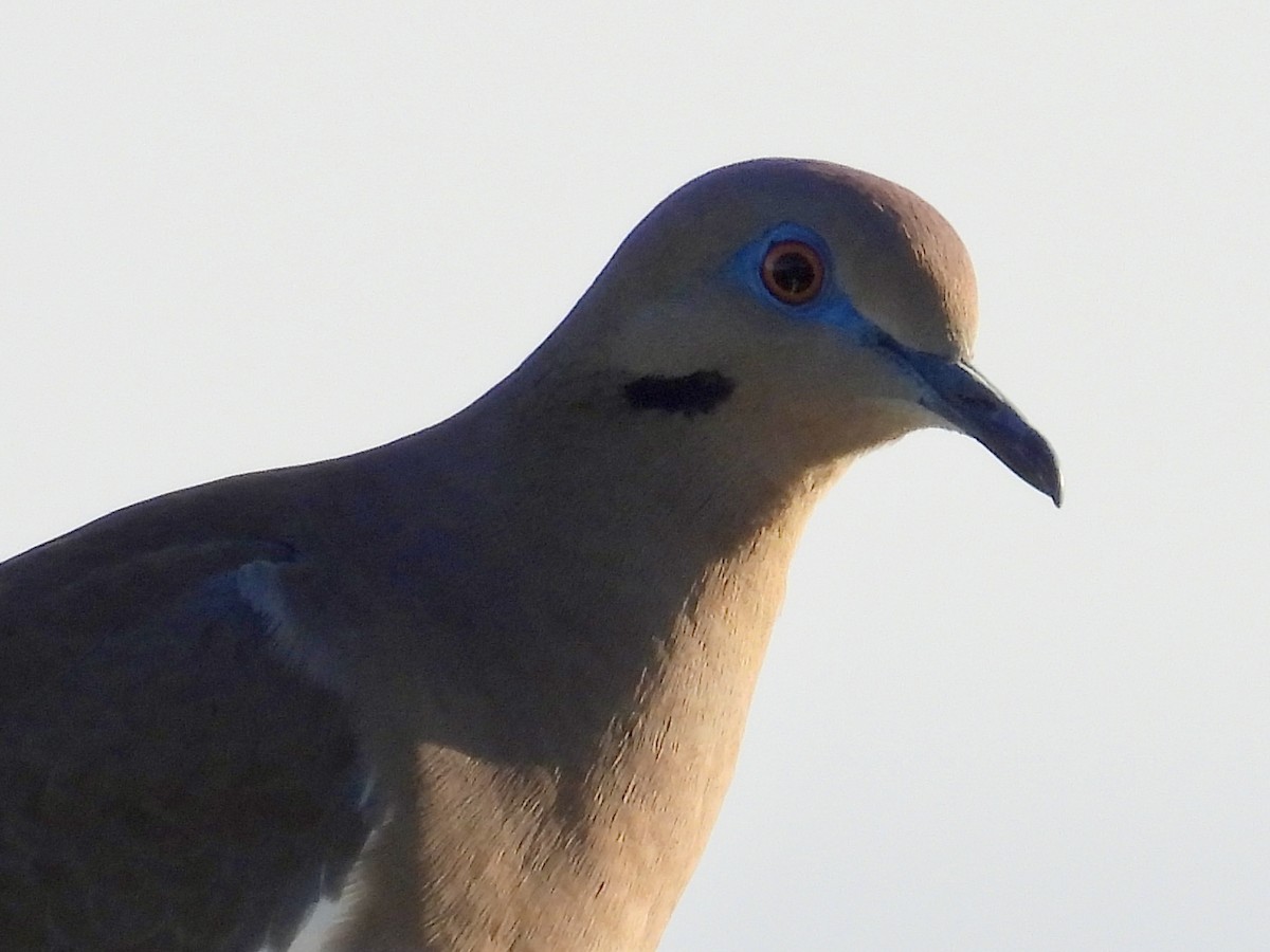 ハジロバト - ML646897331