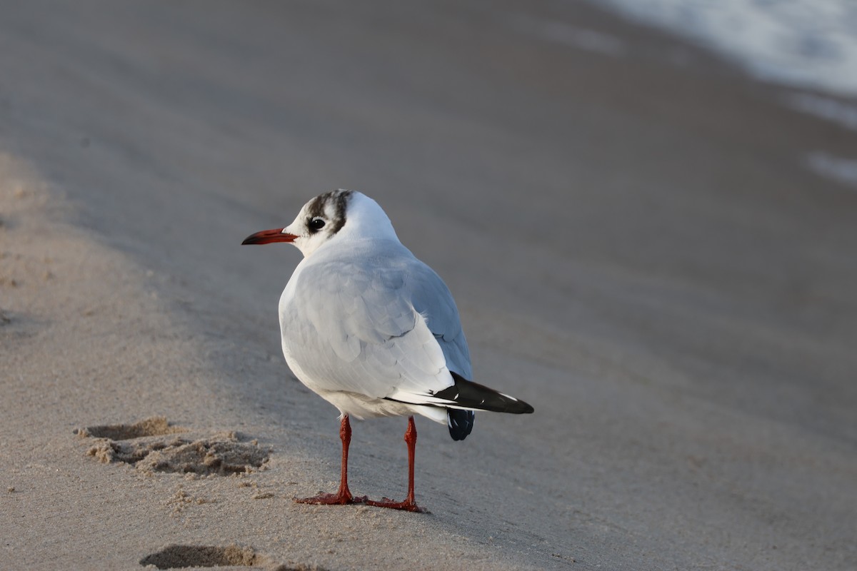 Black-headed Gull - ML646897337