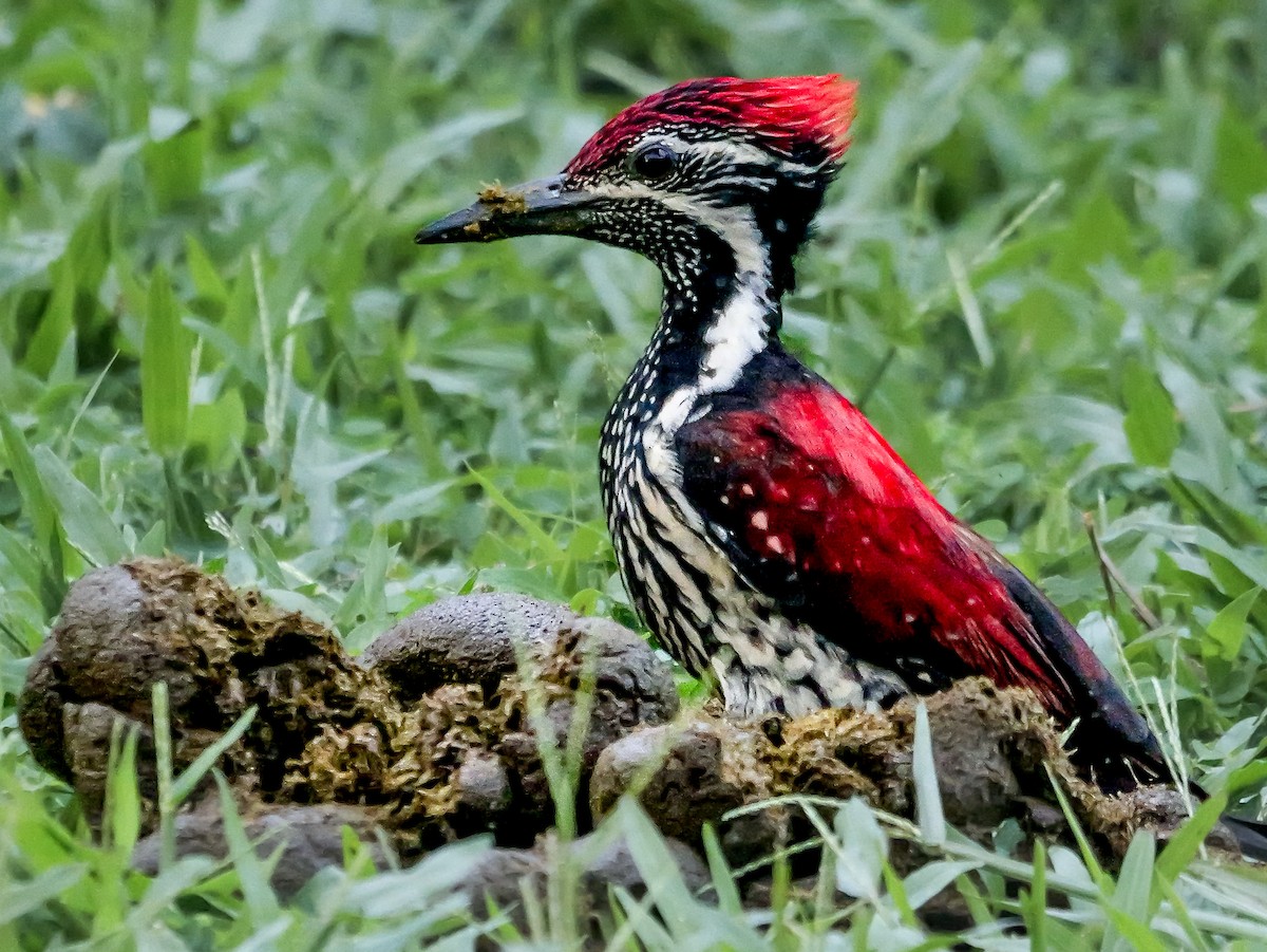 Red-backed Flameback - ML646897339