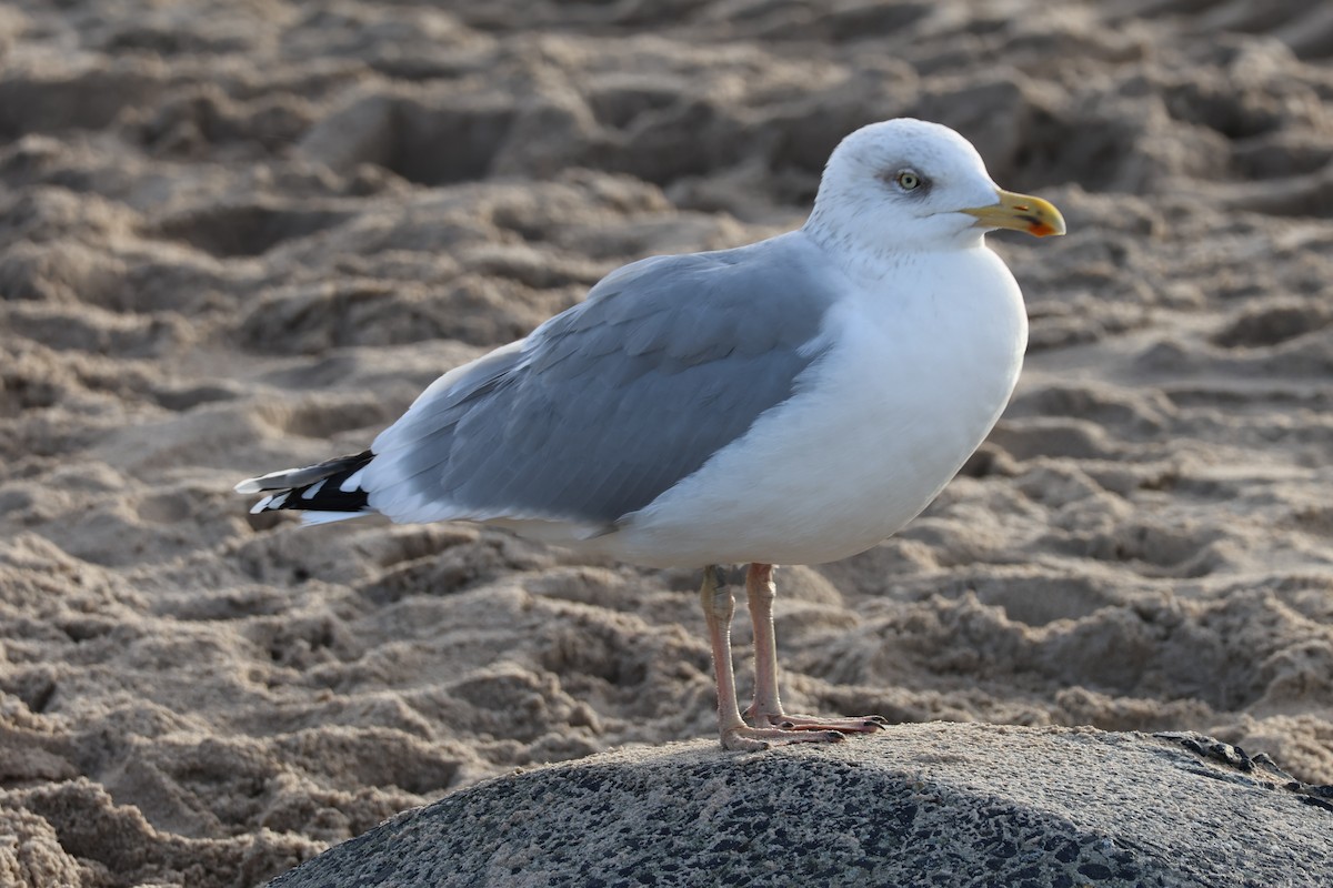 European Herring Gull - ML646897345