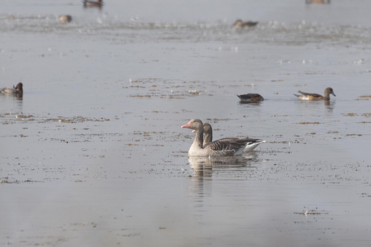 husa velká - ML646897353