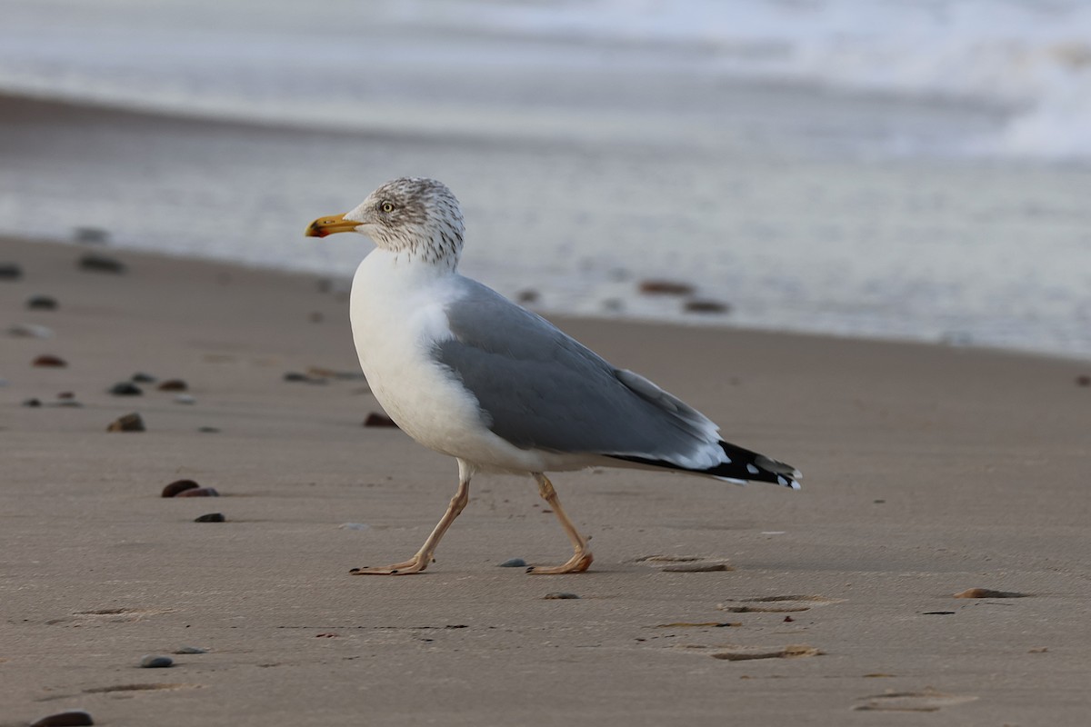 European Herring Gull - ML646897354