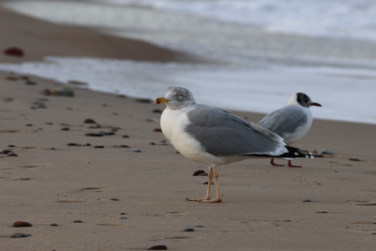 European Herring Gull - ML646897355