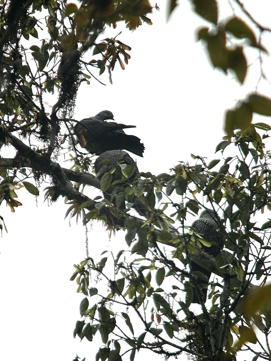 Speckled Wood-Pigeon - ML646897356