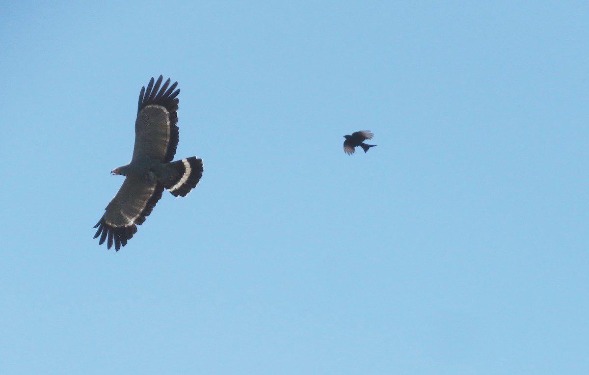 African Harrier-Hawk - ML646897357