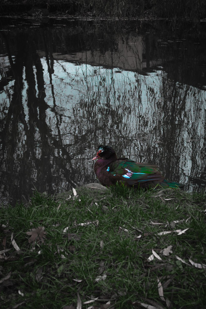 Mallard - ML646897360