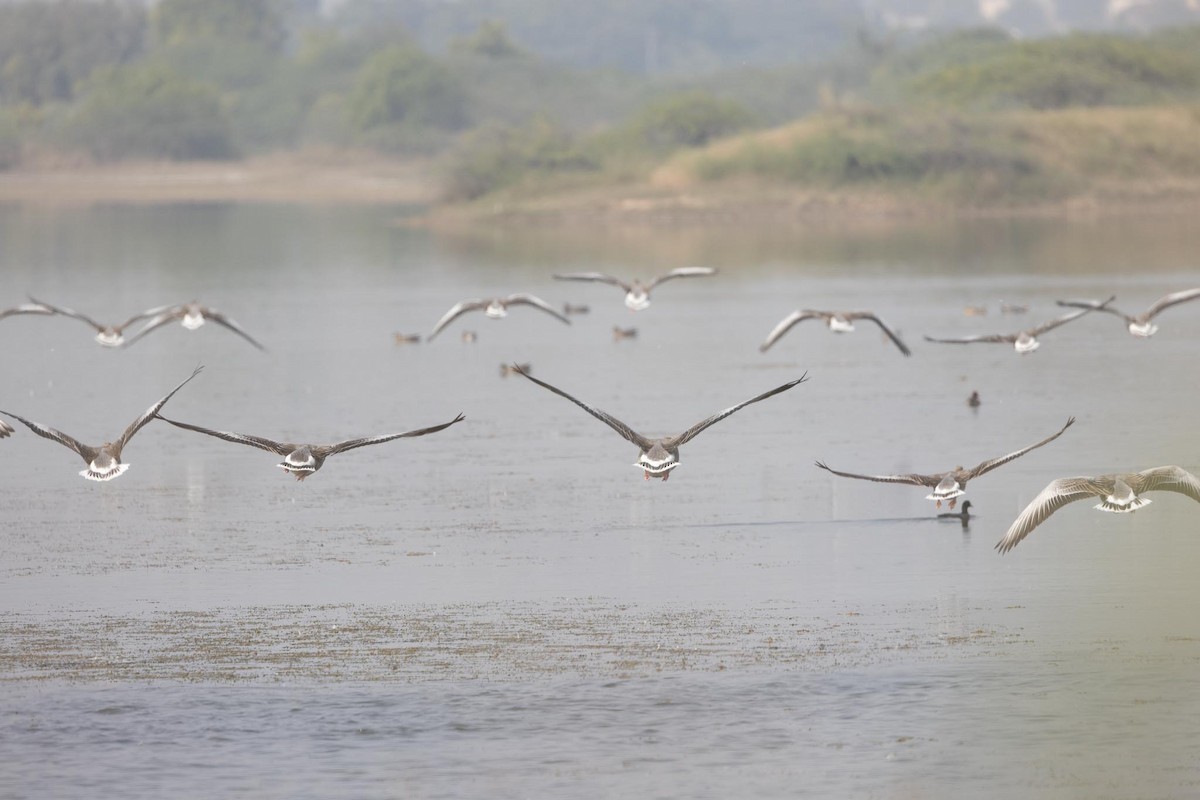 husa velká - ML646897362