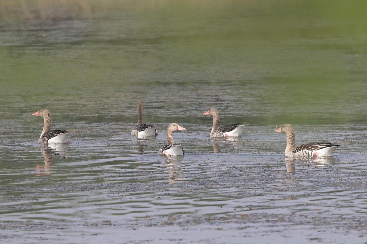 husa velká - ML646897363