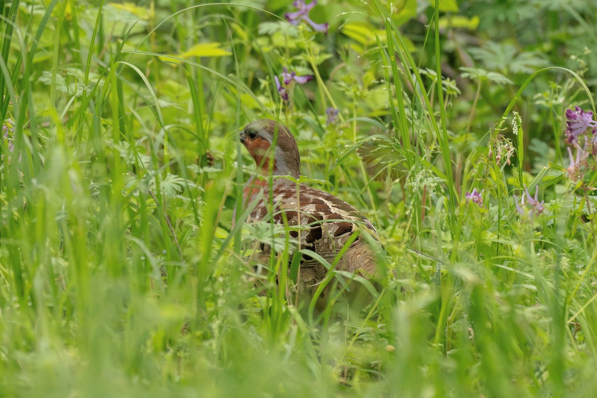 Chinese Bamboo-Partridge - ML646897364