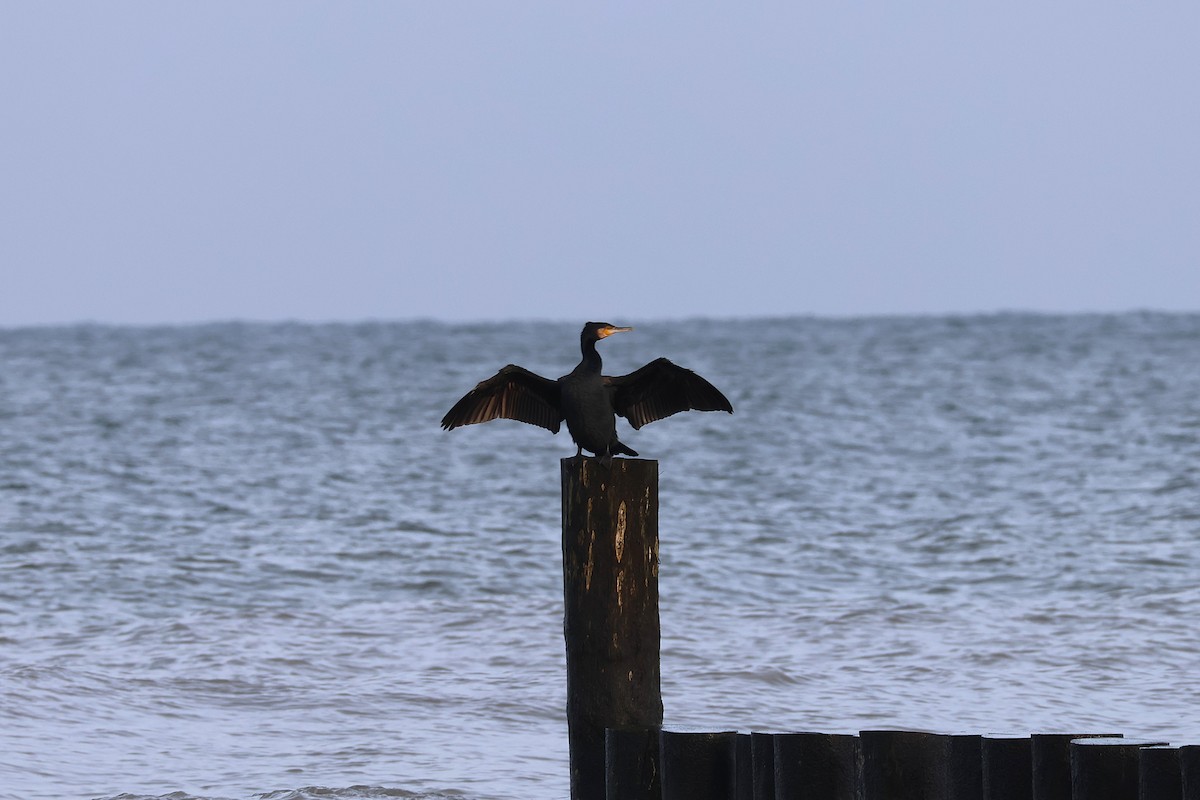 Great Cormorant - ML646897367