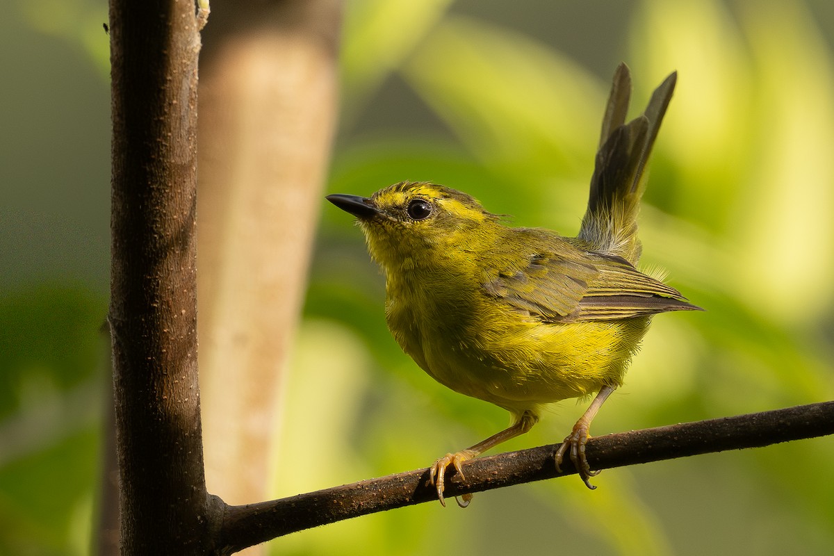 Cuzco Warbler - ML646897368