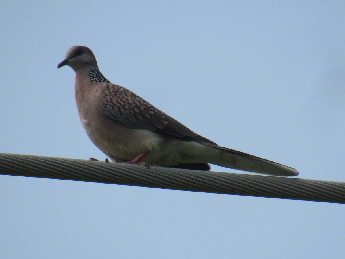 Spotted Dove - ML646897369