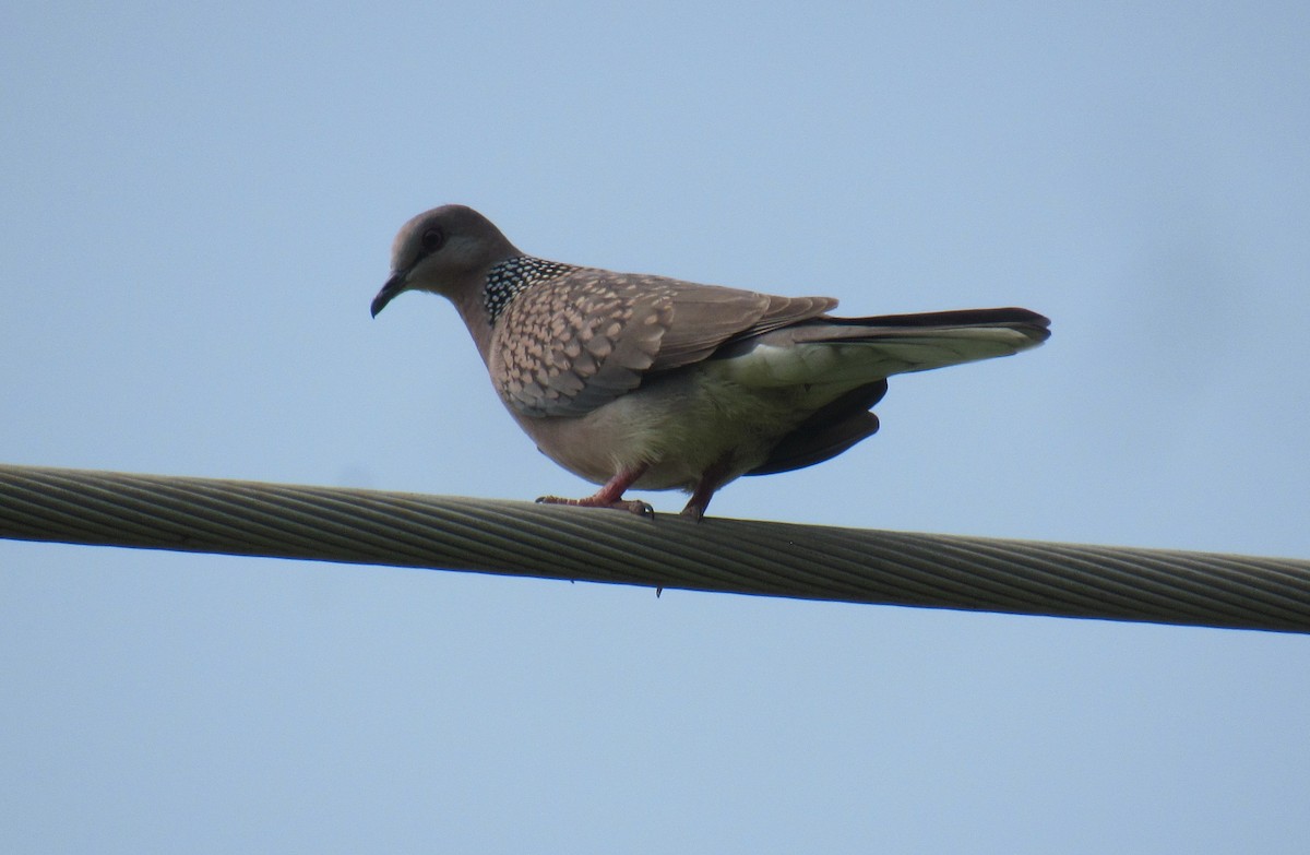 Spotted Dove - ML646897370