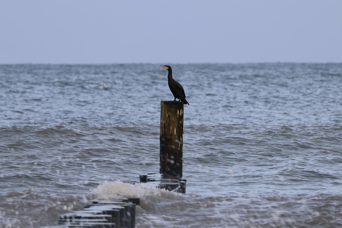 Great Cormorant - ML646897372