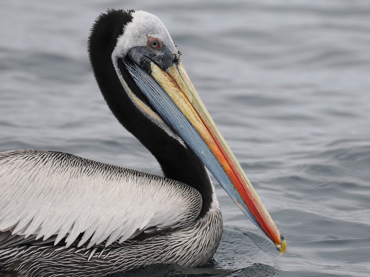 Peruvian Pelican - ML646897373
