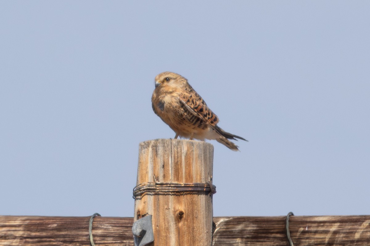 Greater Kestrel - ML646897374