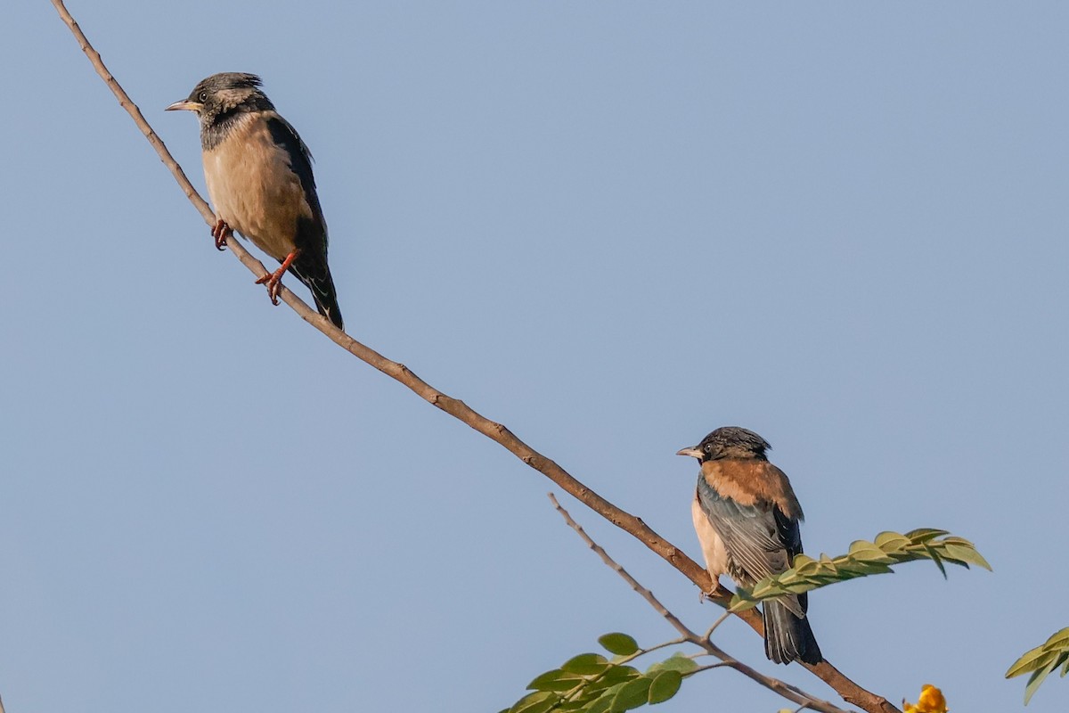 Rosy Starling - ML646897375