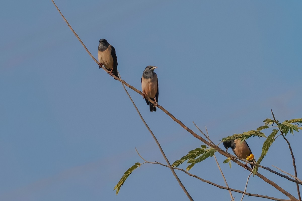 Rosy Starling - ML646897376