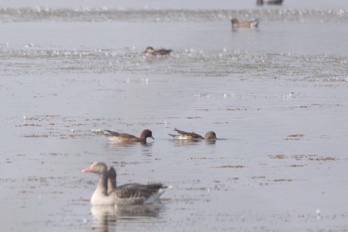 Eurasian Wigeon - ML646897377