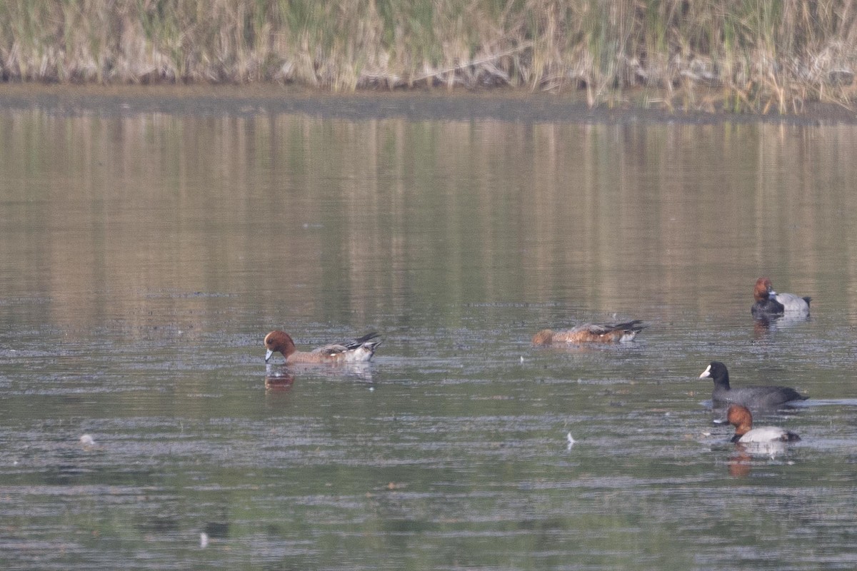 Eurasian Wigeon - ML646897378