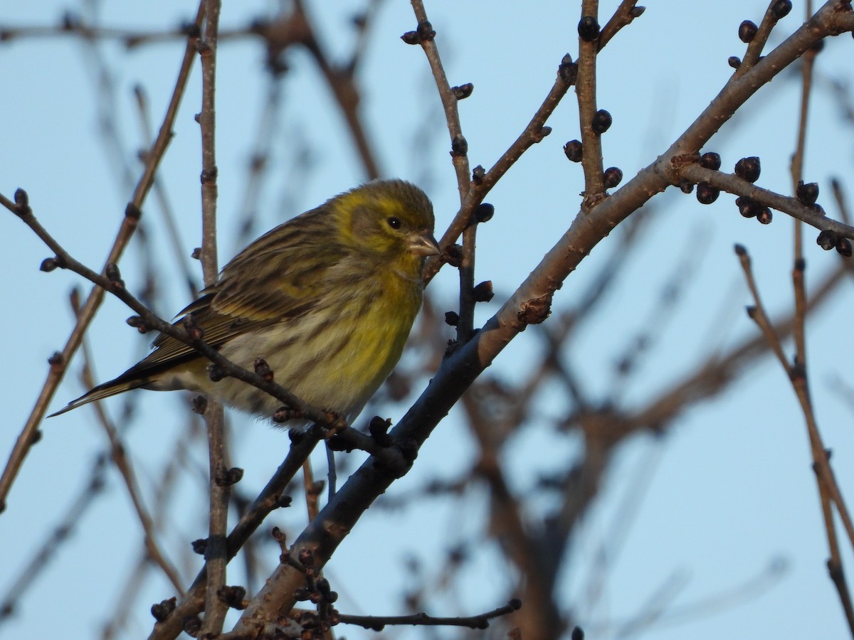 European Serin - ML646897379