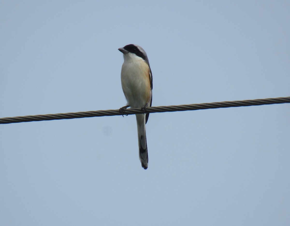 Bay-backed Shrike - ML646897380