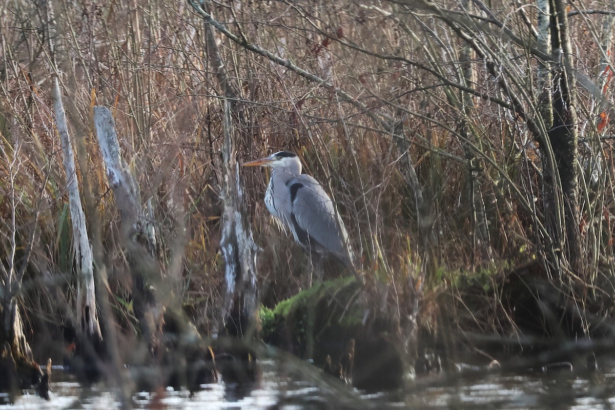 Gray Heron - ML646897381