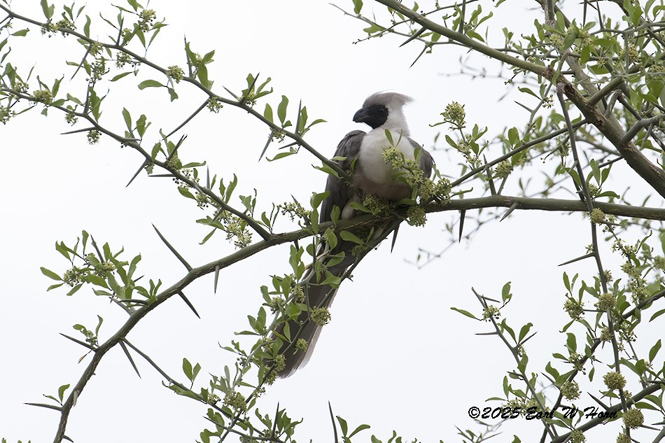Bare-faced Go-away-bird - ML646897382