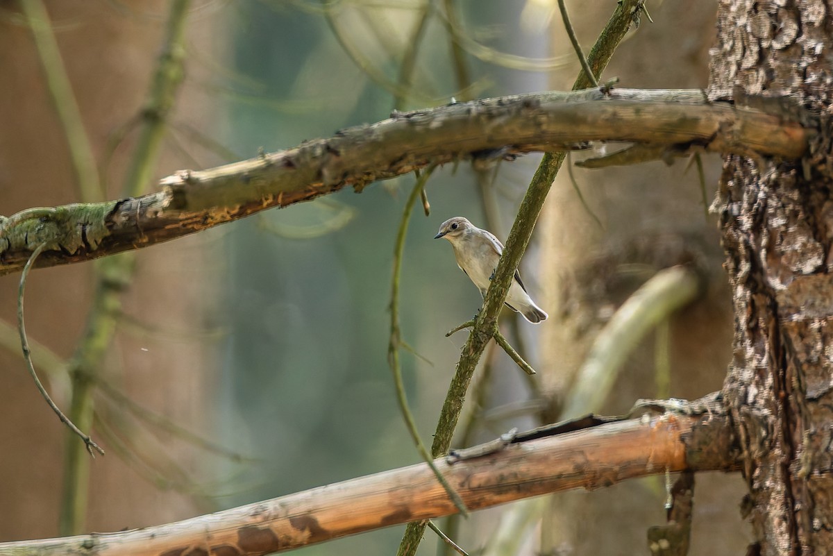 European Pied Flycatcher - ML646897383