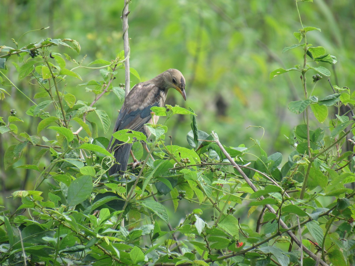 Rosy Starling - ML646897388