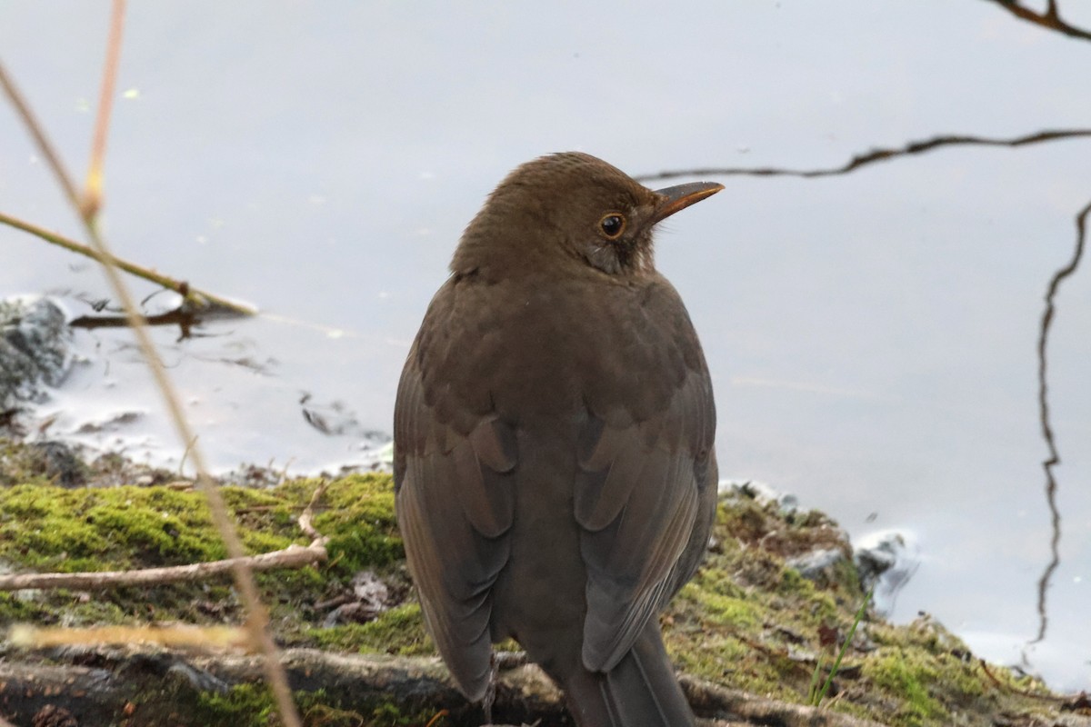 Eurasian Blackbird - ML646897391