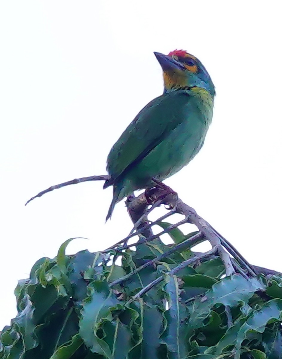 Crimson-fronted Barbet - ML646897392
