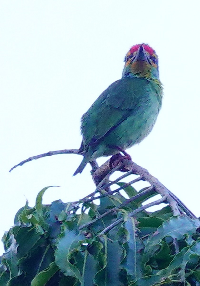 Crimson-fronted Barbet - ML646897393