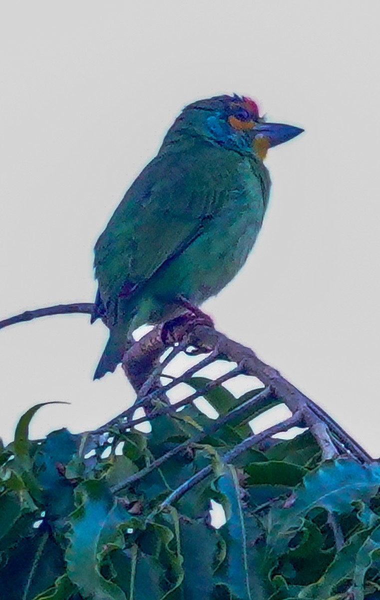 Crimson-fronted Barbet - ML646897394
