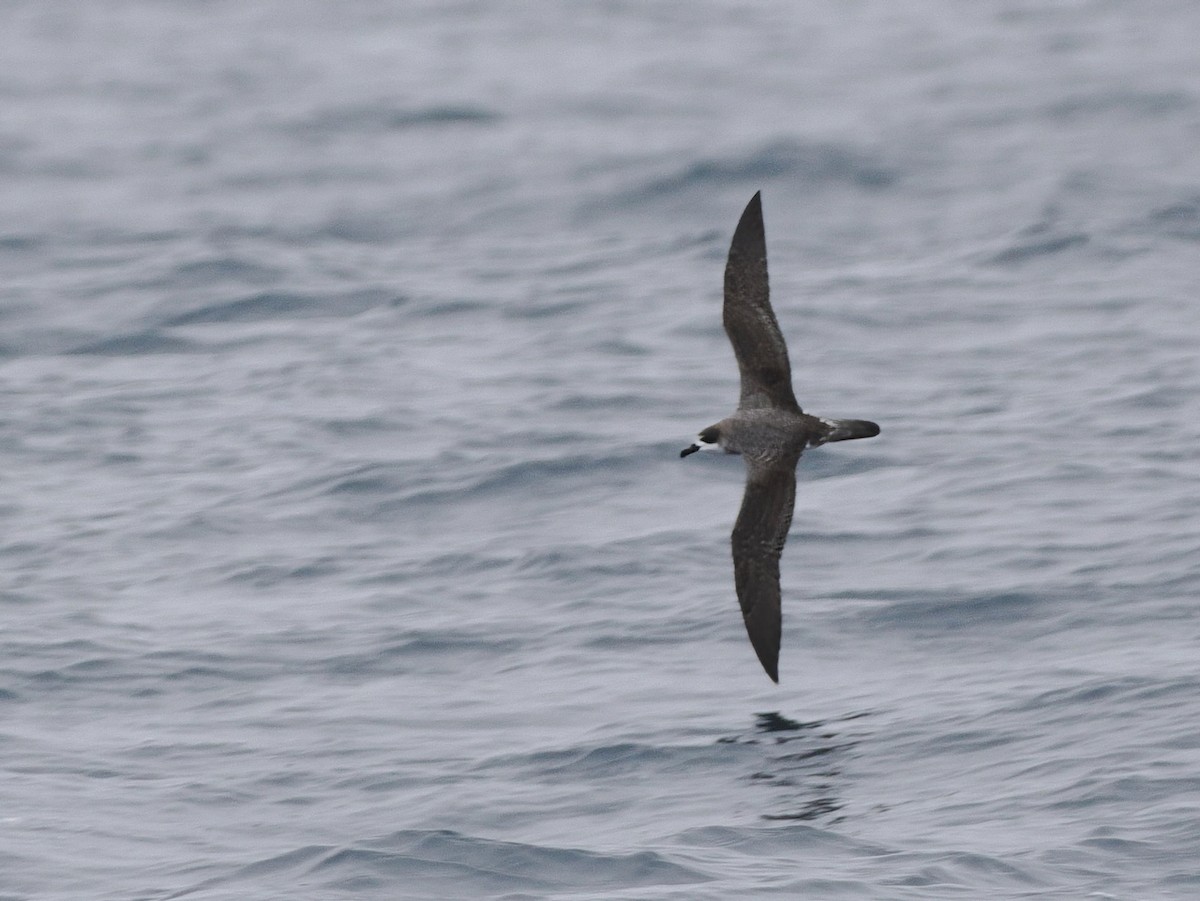Juan Fernandez Petrel - ML646897395