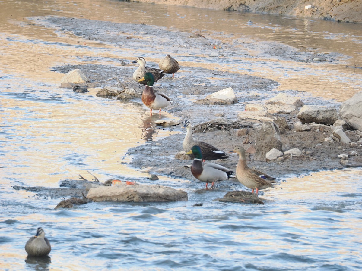 Крижень звичайний - ML646897396