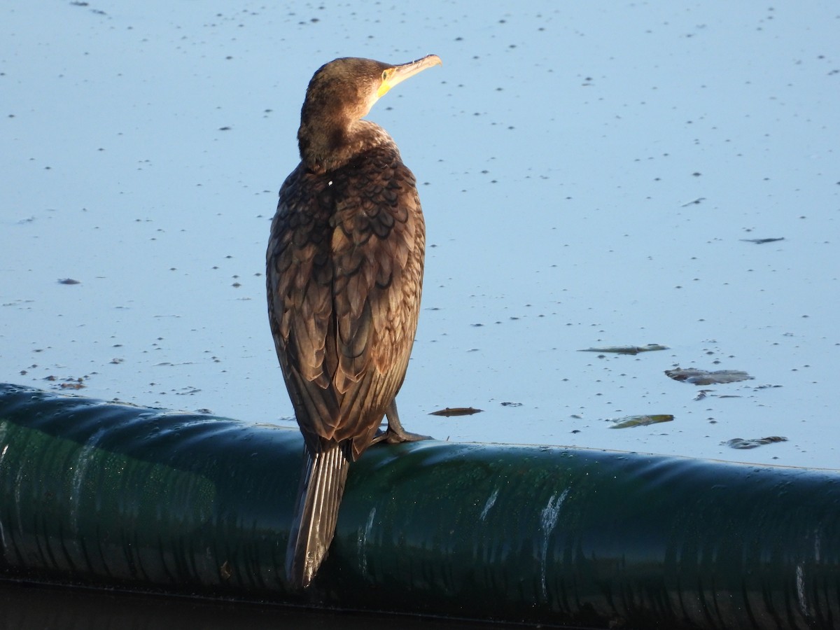 Great Cormorant - ML646897397