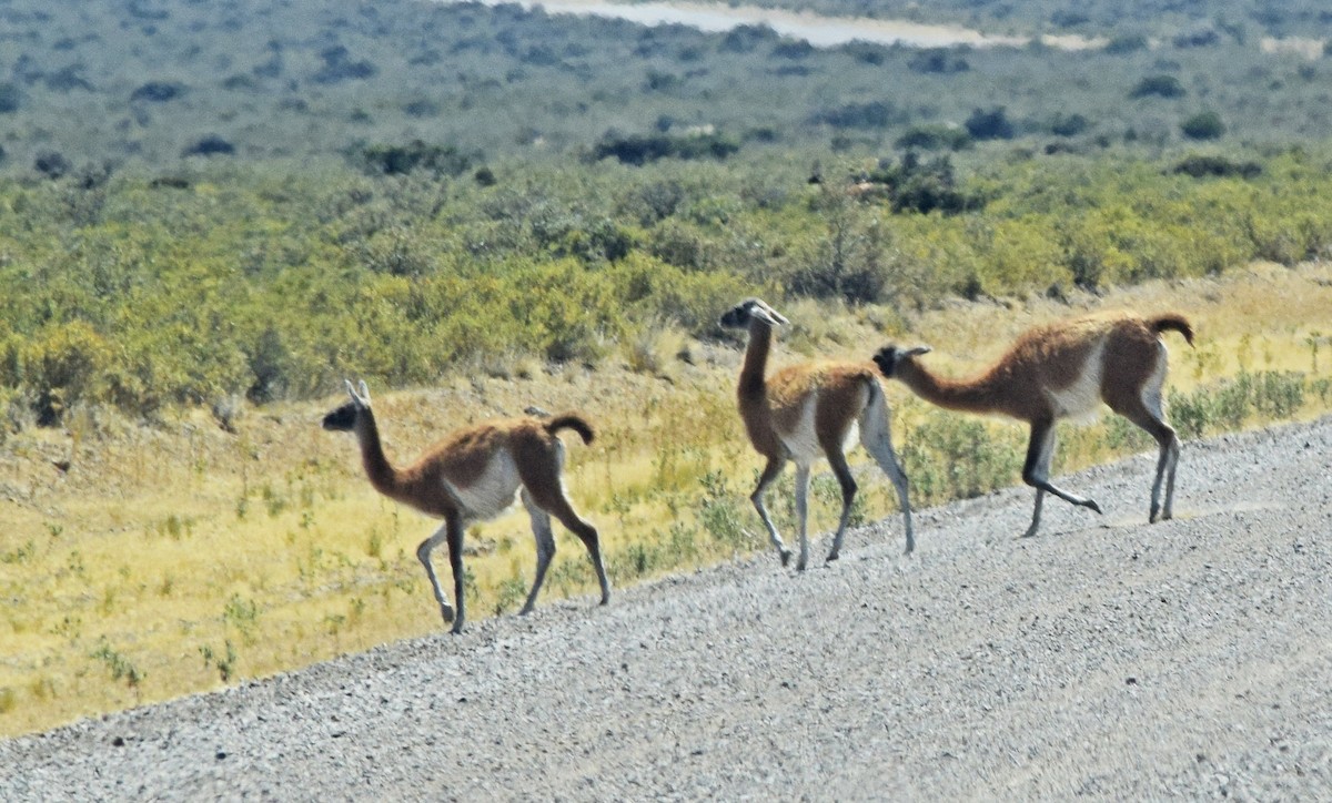 Guanaco - ML646897398