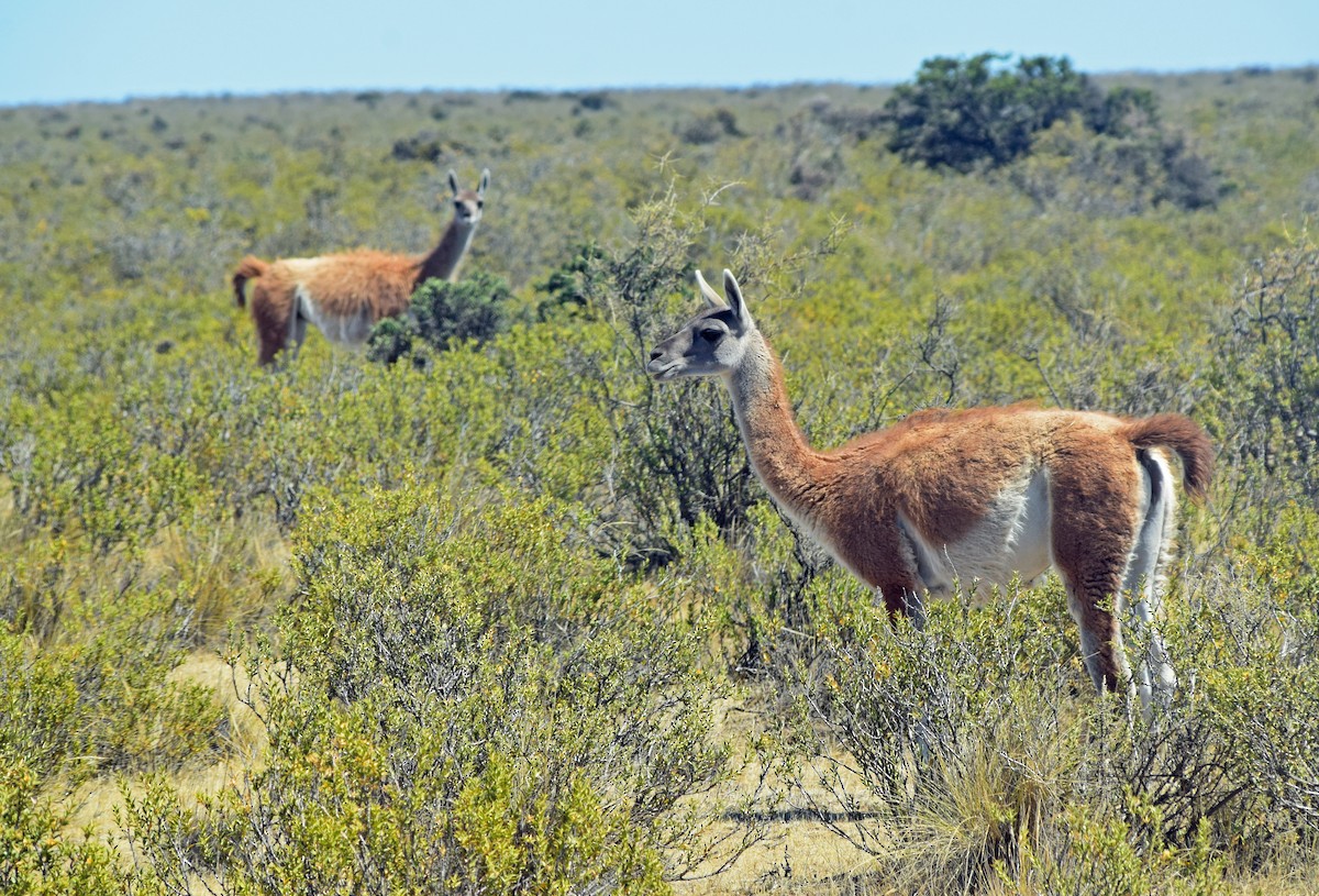 Guanaco - ML646897399