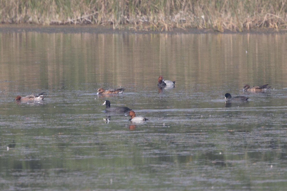 Common Pochard - ML646897400