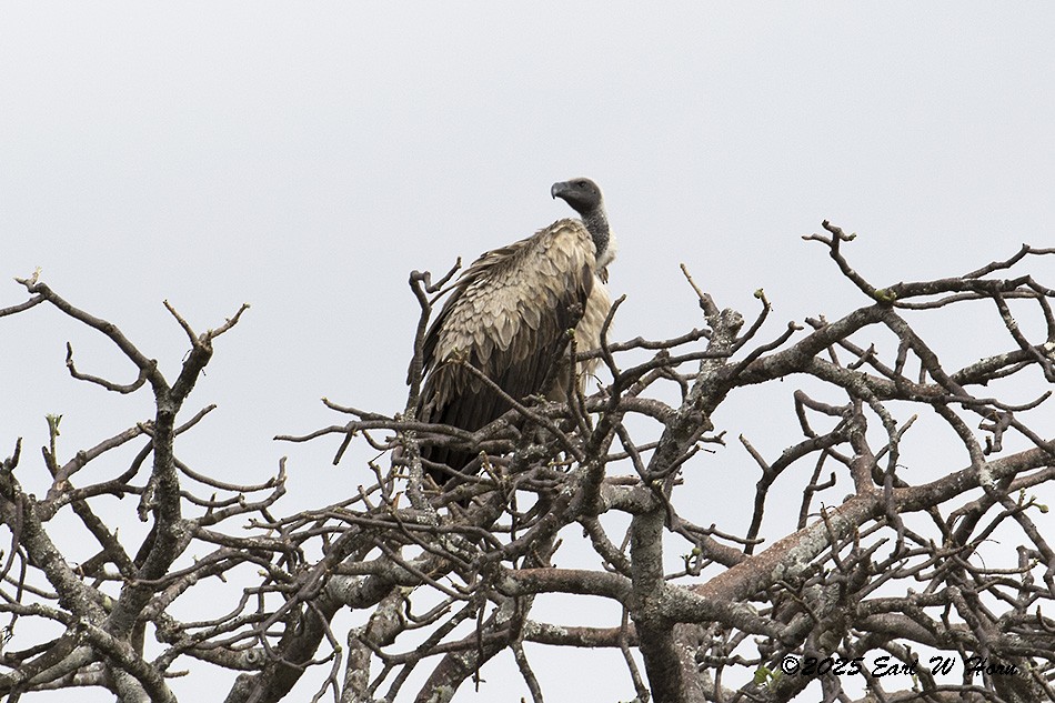 White-backed Vulture - ML646897403