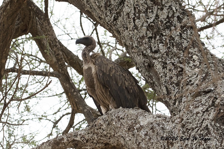 White-backed Vulture - ML646897404