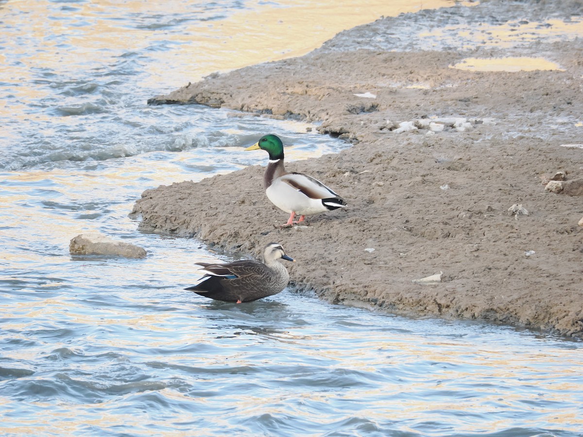 Крижень звичайний - ML646897406